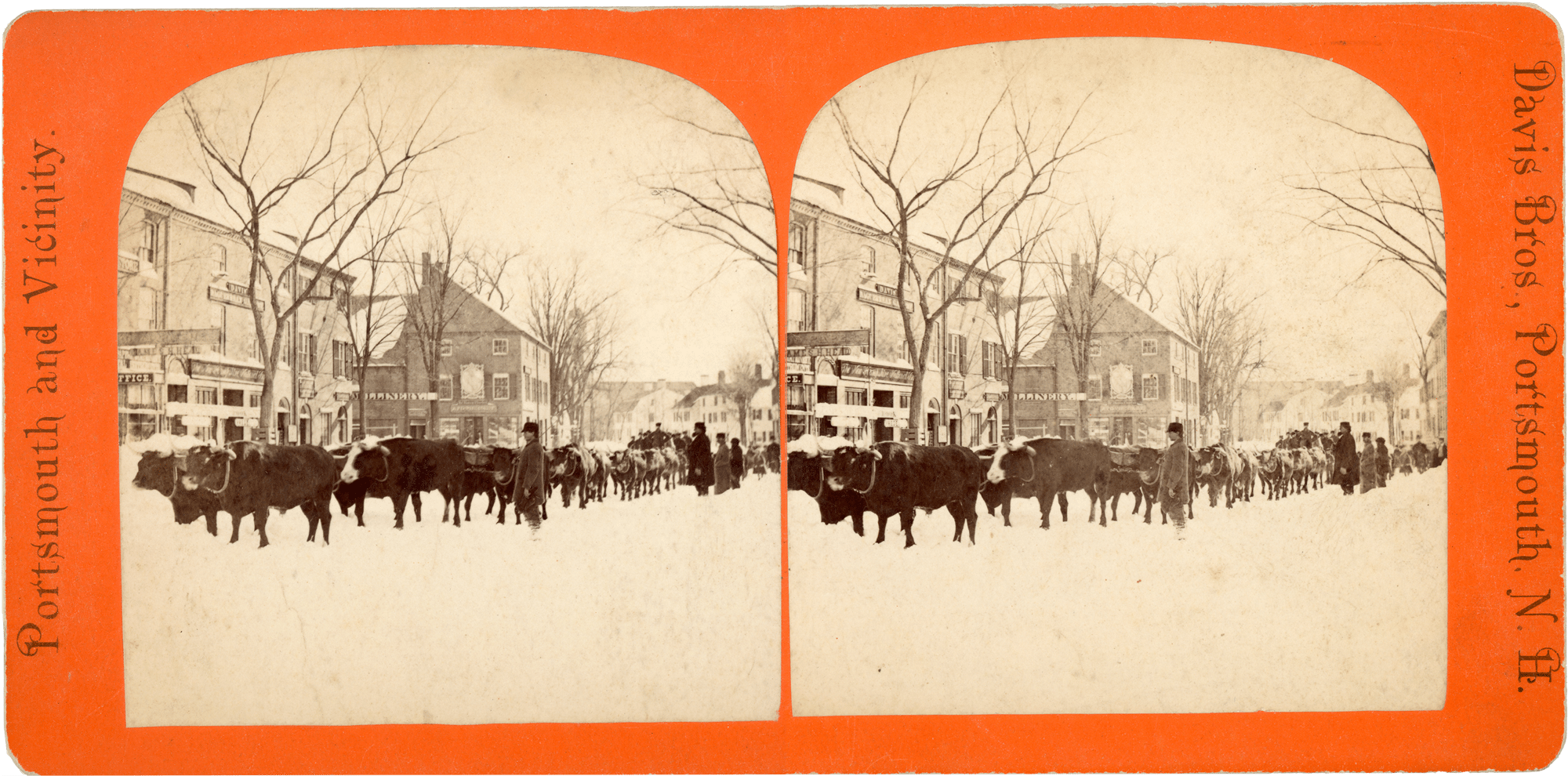 Oxen on Pleasant Street, c. 1867       